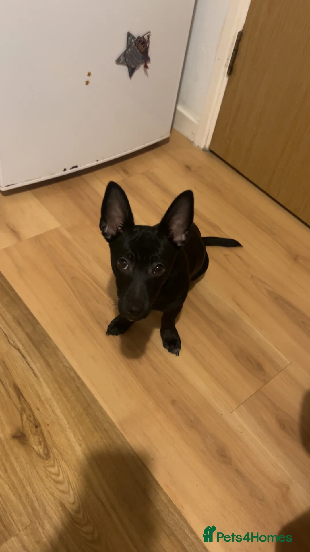 Jack Russell dogs for sale: Jack Russell 8 months old - Advert 4