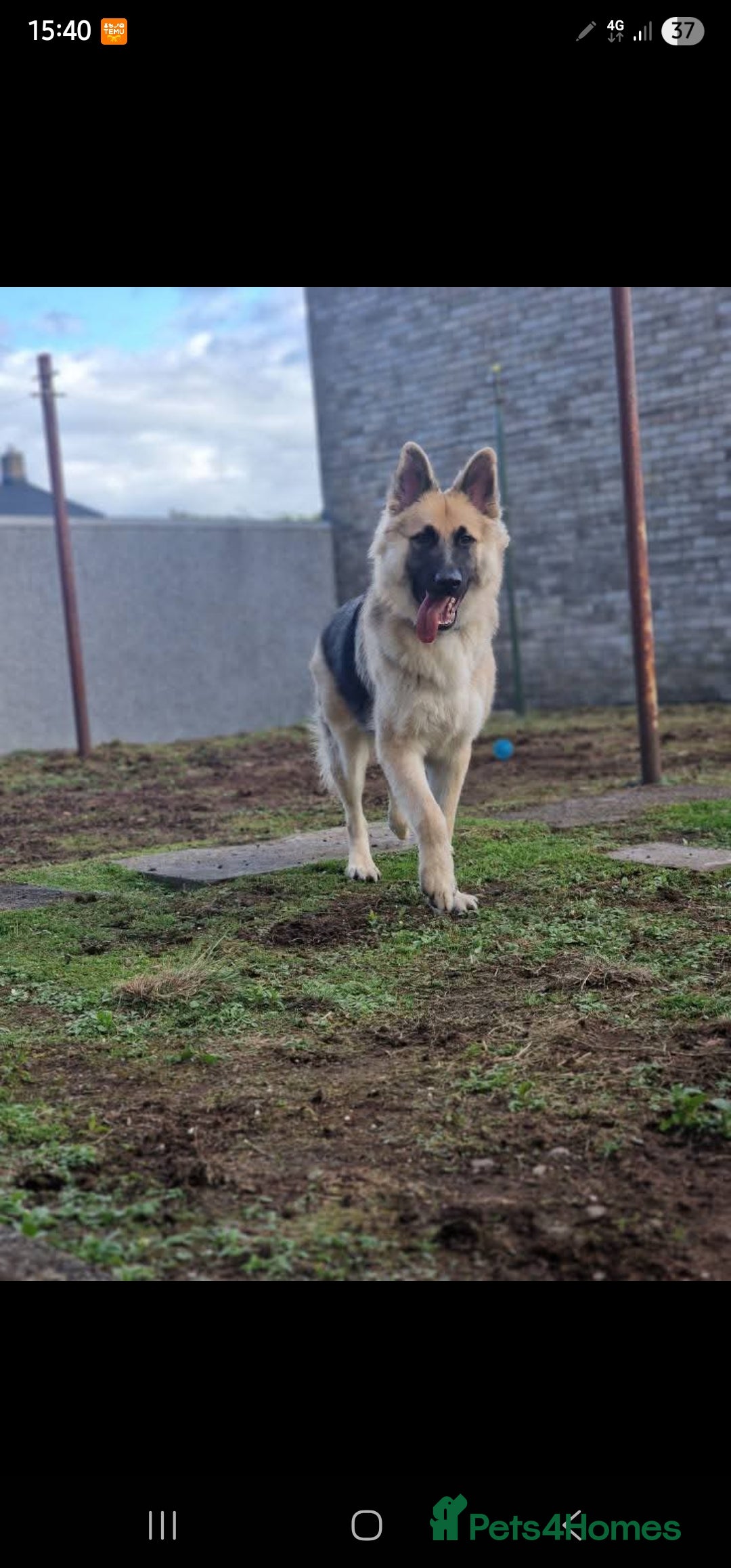 German Shepherd dogs for stud: Beautiful male stud  - Advert 3