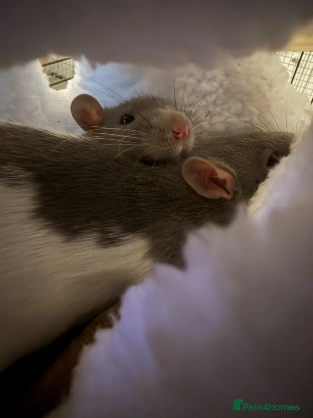 Rat rodents for sale: 2x female rats with cage - Advert 2