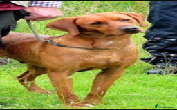 Labrador Retriever dogs for sale: My lovely Labrador puppies - Image 34