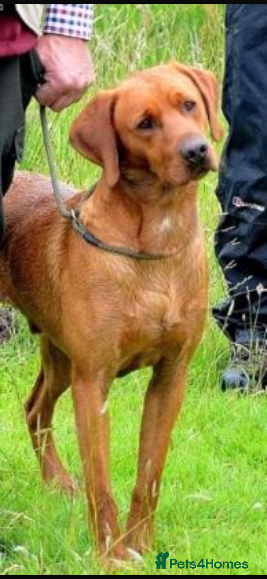 Labrador Retriever dogs for sale: My lovely Labrador puppies - Image 34