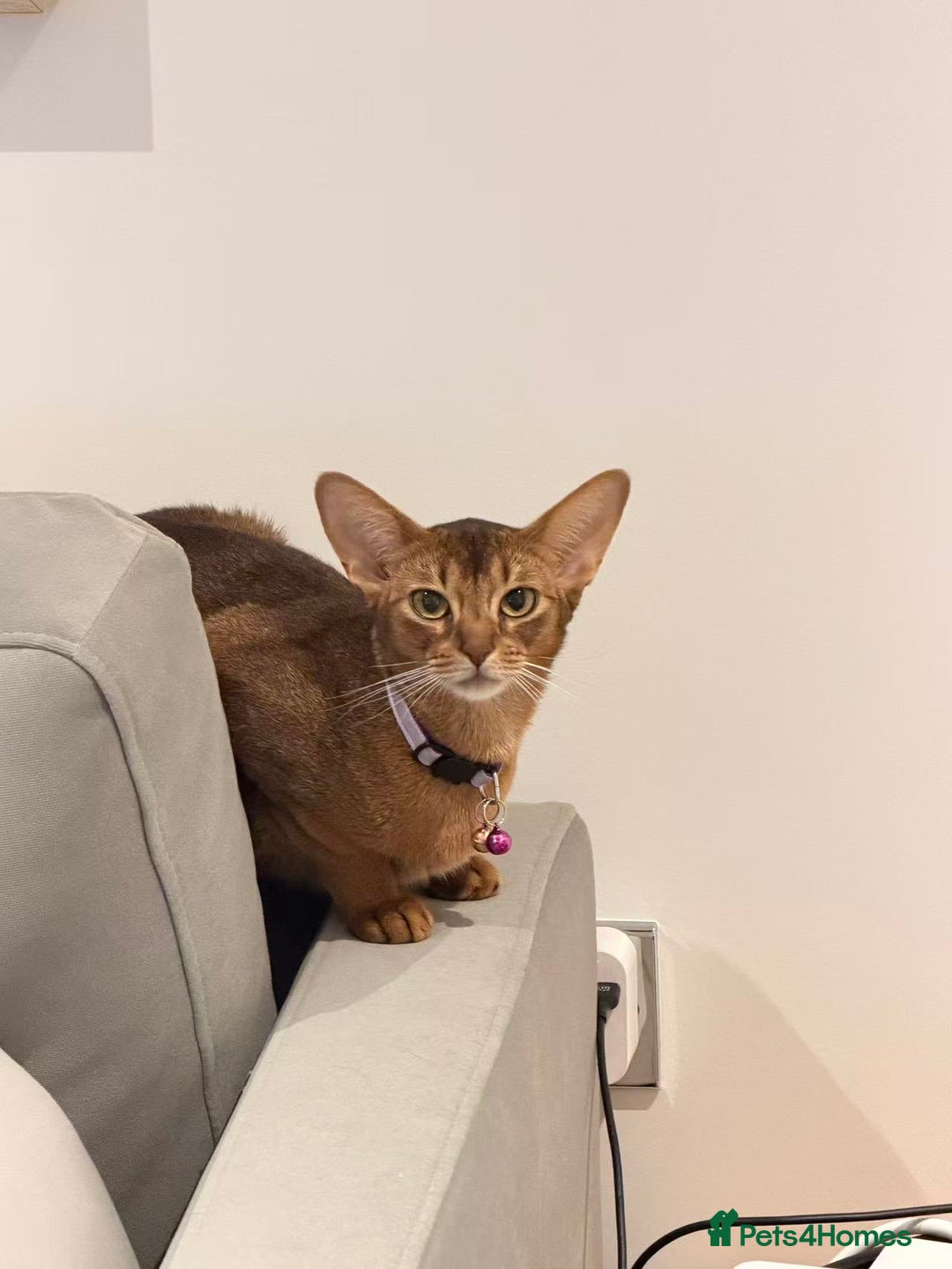 Abyssinian cats for sale: 🏆🏆🏆Beautiful Ruddy Abyssinian Cat🏆🏆🏆 - Advert 5