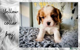 Cavalier King Charles Spaniel dogs for sale: Lovingly raised Blenheim Cavaliers  - Image 11
