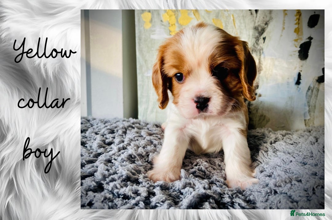 Cavalier King Charles Spaniel dogs for sale: Lovingly raised Blenheim Cavaliers  - Image 11