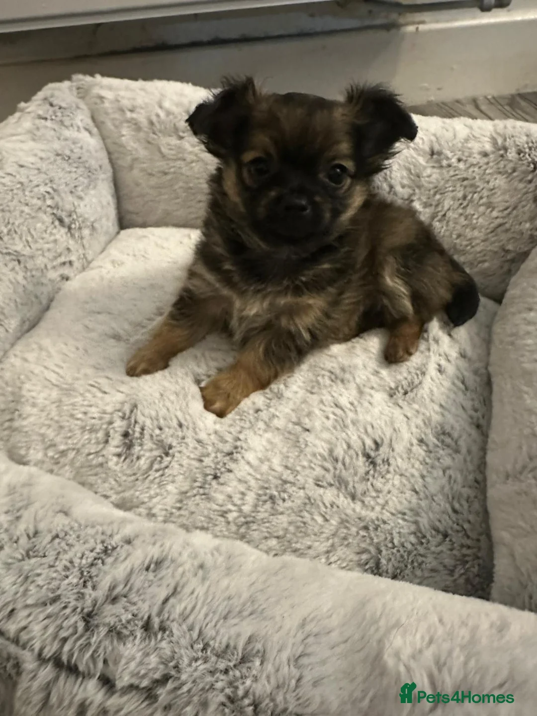Chihuahua dogs for sale: Beautiful Chihuahua Puppies in Leicester - Advert 2