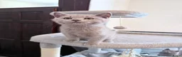 British Shorthair cats for sale:     🐾 Premium British Shorthair Kittens - Advert 21