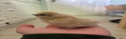 Chickens poultry for sale: USA Silkie Chicks - Advert 3