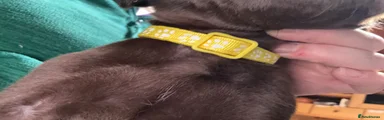 Springador 4 yellow collar