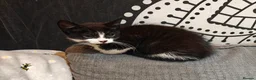 Mixed Breed cats for sale: Adorable kittens - Advert 10