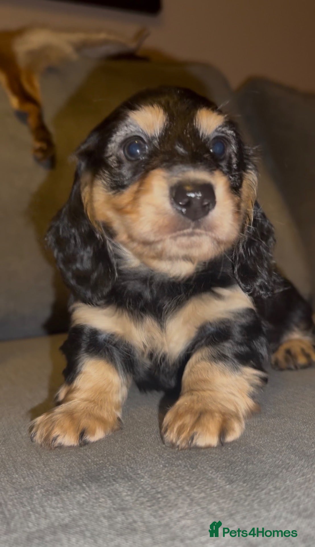 Miniature Dachshund dogs KC Reg PRA Clear Miniature Longhaired Dachshunds - Advert 16