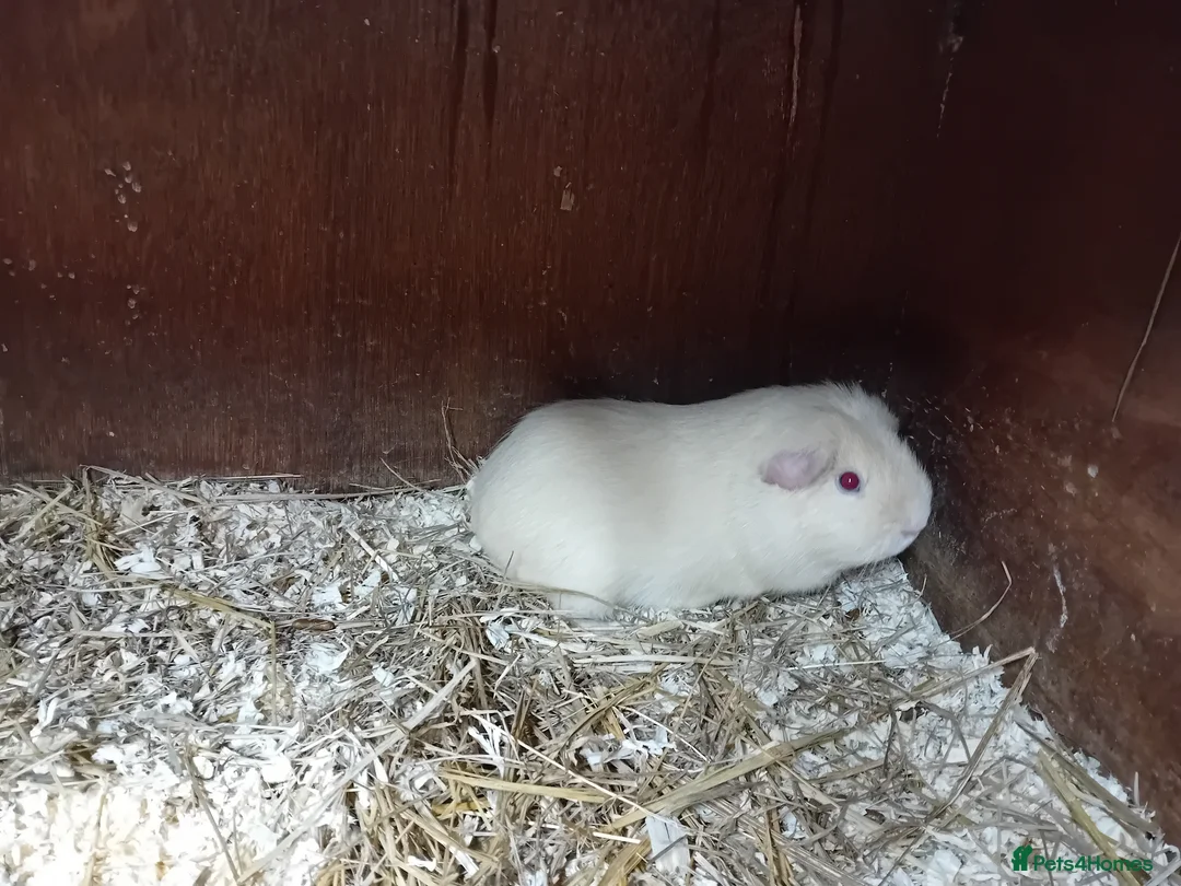 Guinea Pig rodents for sale: Guinea pigs in Swindon - Advert 2