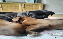 Mixed Breed dogs for sale: dog de bordeaux mixed Dalmatian  - Image 6