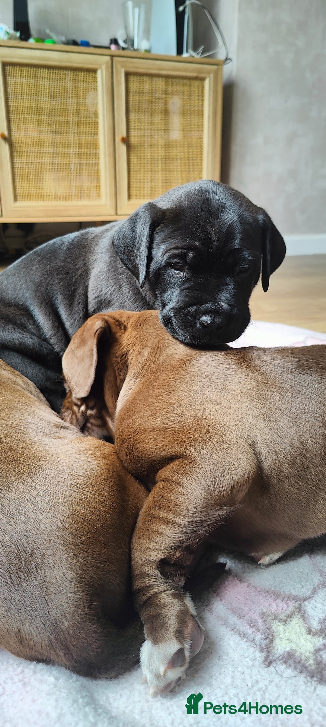 Mixed Breed dogs for sale: dog de bordeaux mixed Dalmatian  - Image 6