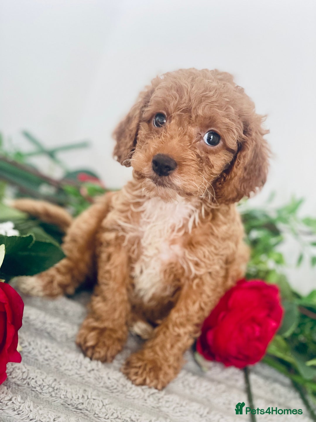 Cavapoo dogs for sale: 🐶 Beautiful F1B Cavapoo Puppies for Sale 🐶 - Image 8