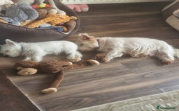 West Highland Terrier dogs for sale: White West highland terrier - Image 2