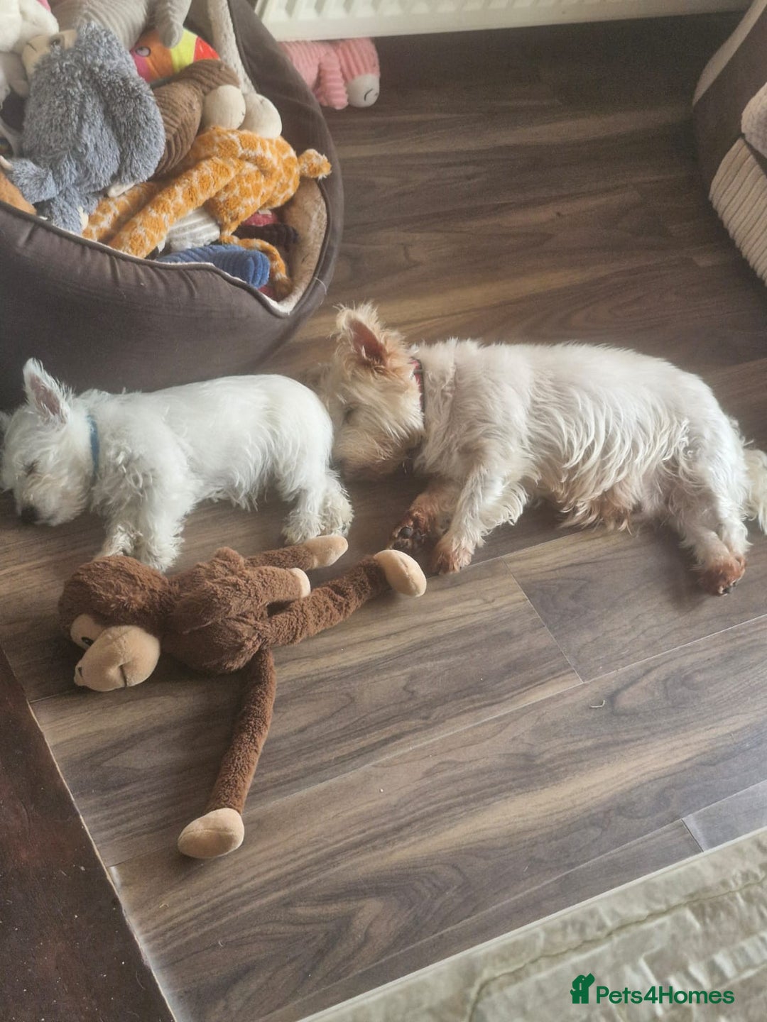 West Highland Terrier dogs for sale: White West highland terrier - Image 2