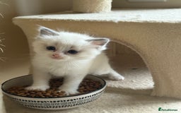 Ragdoll cats for sale: 5 beautiful GCCF Ragdoll kittens - Image 15