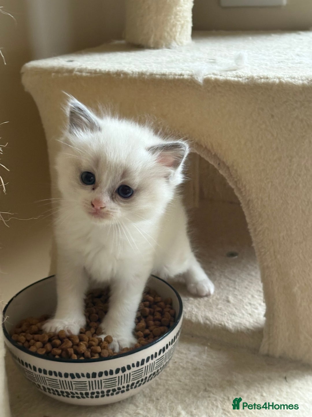 Ragdoll cats for sale: 5 beautiful GCCF Ragdoll kittens - Image 15