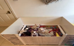 French Bulldog dogs for sale: French bulldogs  - Image 2