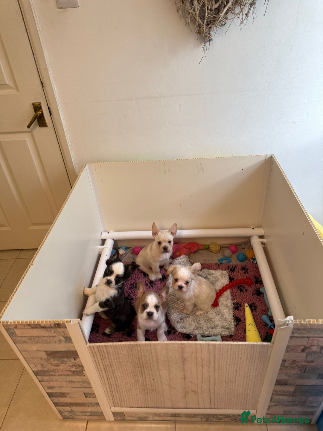 French Bulldog dogs for sale: French bulldogs  - Image 2
