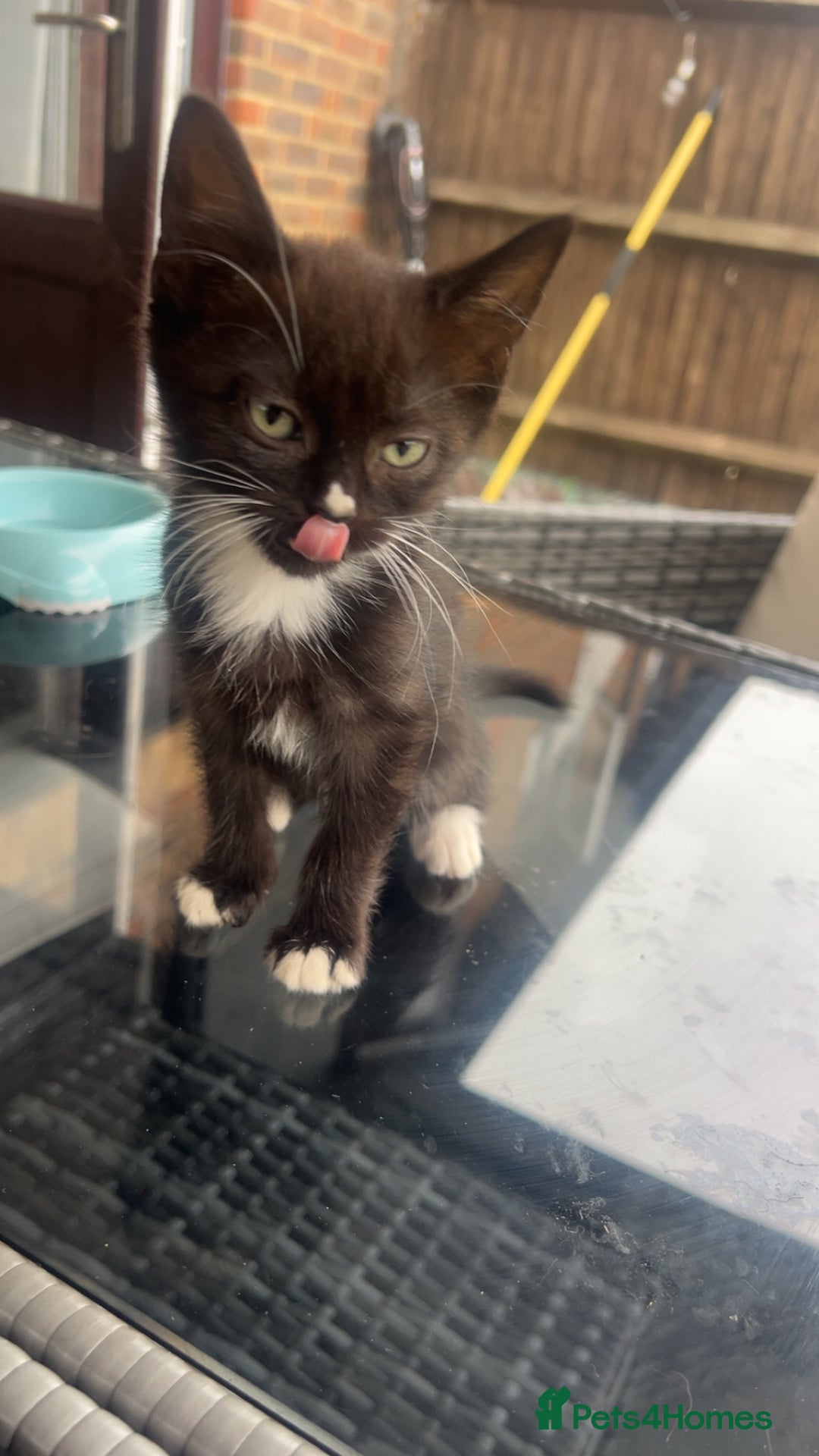 Mixed Breed cats for sale: beautiful kittens  - Image 2