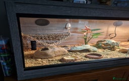 Gecko reptiles for sale: Leopard Gecko - Image 3