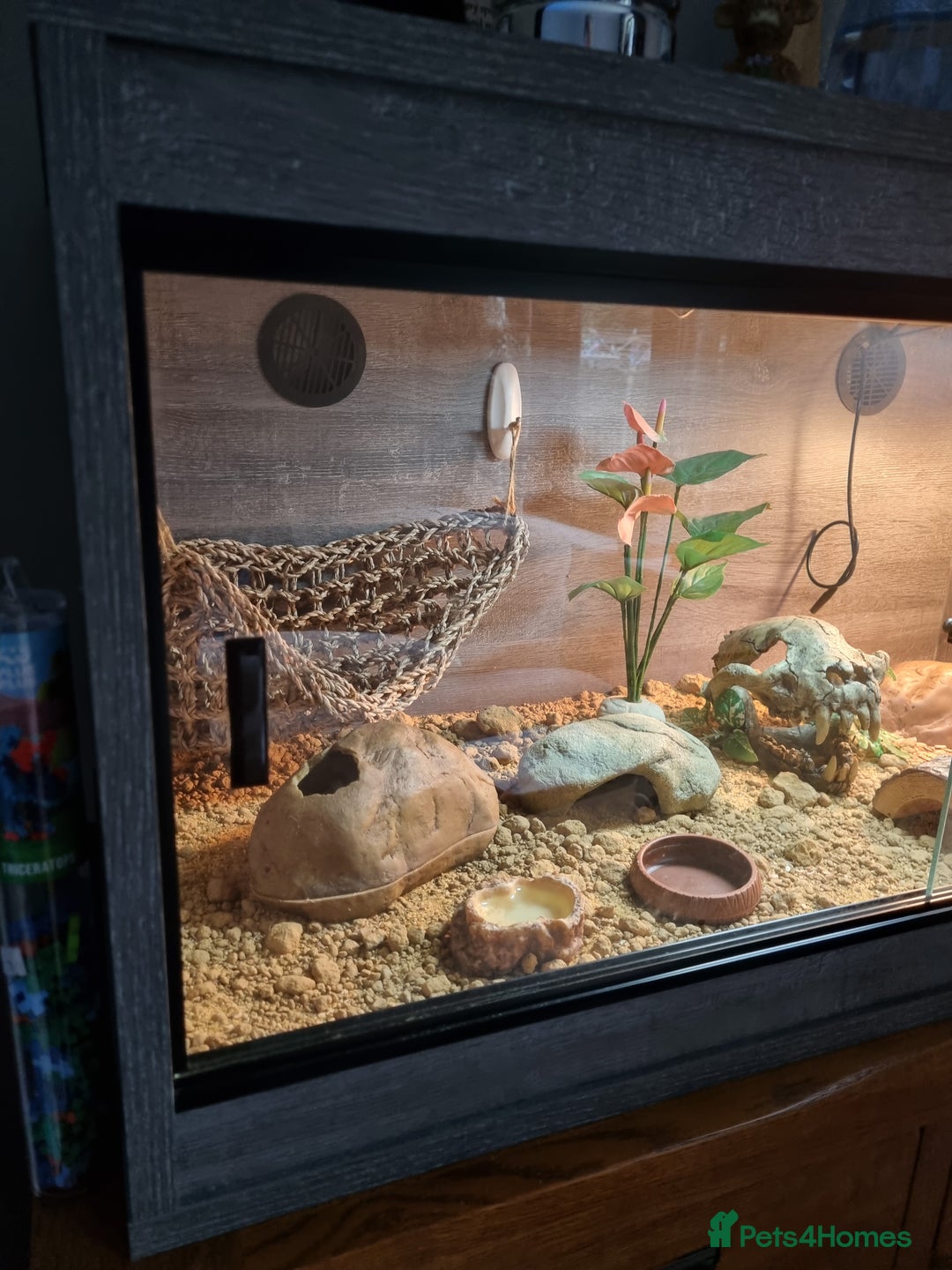 Gecko reptiles for sale: Leopard Gecko - Image 3