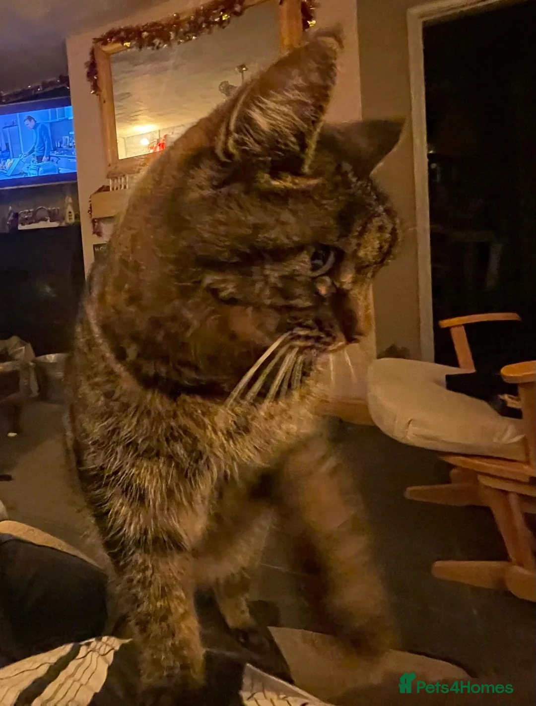 Mixed Breed cats for sale: New home needed - Advert 2