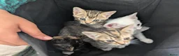 Mixed Breed cats for sale: Mother Cat and 3 Kittens Available in Oldbury - Advert 3