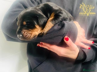 Dobermann dogs Trained Doberman puppies - Advert 2