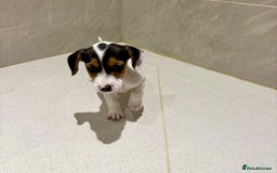 Dachshund dogs for sale: Dachshund Puppies - Image 4