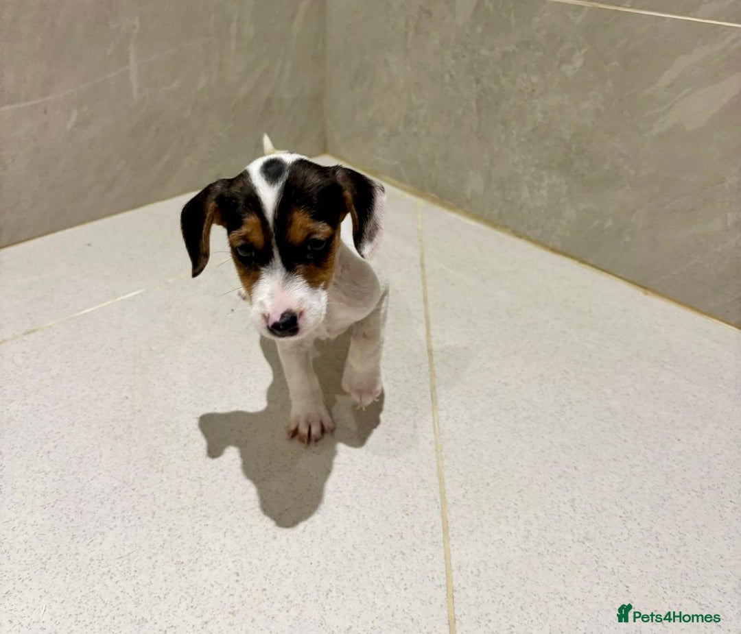Dachshund dogs for sale: Dachshund Puppies - Image 4