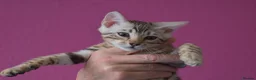 Bengal cats for sale: STUNNING SILVER MALE BENGAL CUB - Advert 6