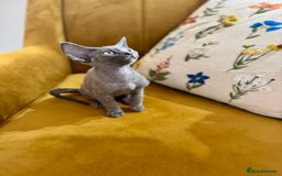 Devon Rex cats for sale: 🐾Pedigree Devon Rex Kittens- Raised with Love🐾 - Image 31