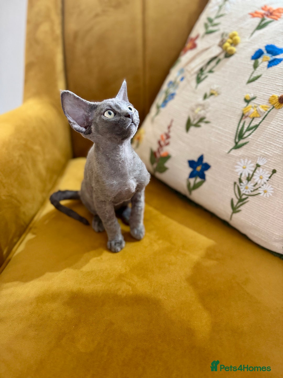 Devon Rex cats for sale: 🐾Pedigree Devon Rex Kittens- Raised with Love🐾 - Image 31