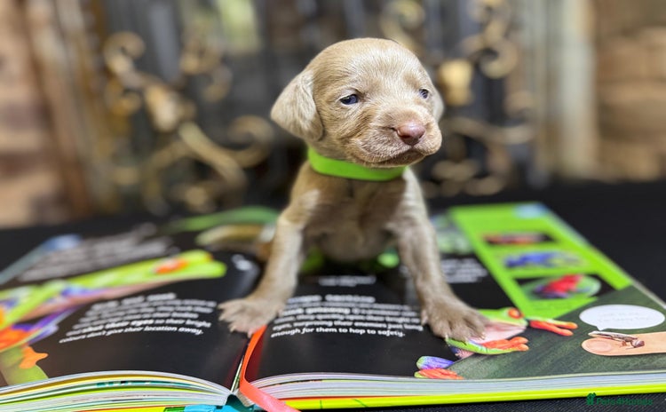 Weimaraner dogs - Advert 1