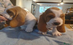 Basset Hound dogs for sale: Basset Hound Puppies 2 R&W boys available - Image 10