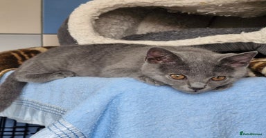 Chartreux cats - Advert 9