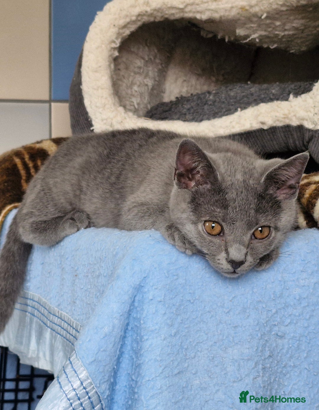 Chartreux cats for sale: Chartreux kittens  - Image 2