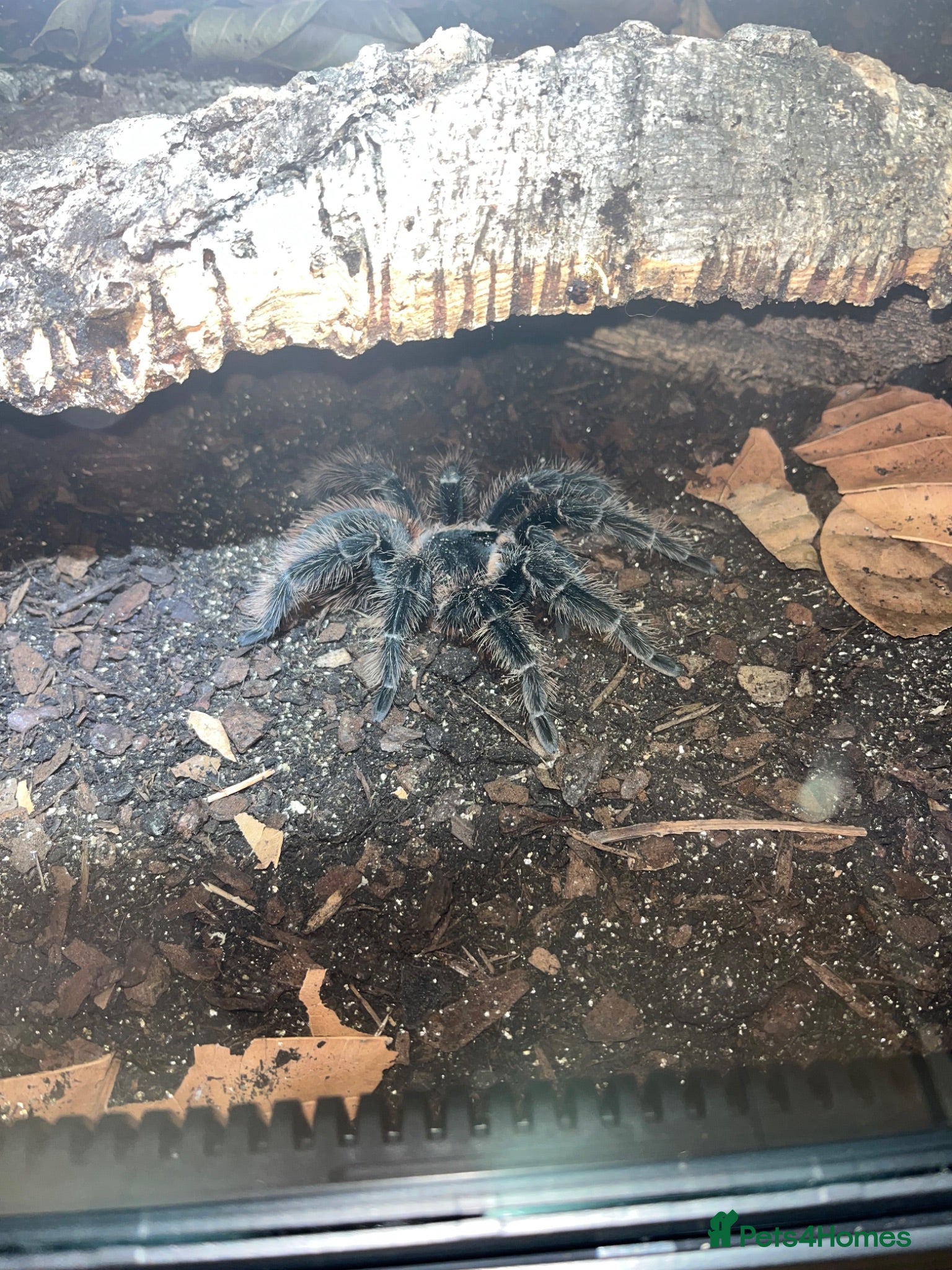 Tarantulas invertebrates 13 tarantulas and enclosures  - Advert 1