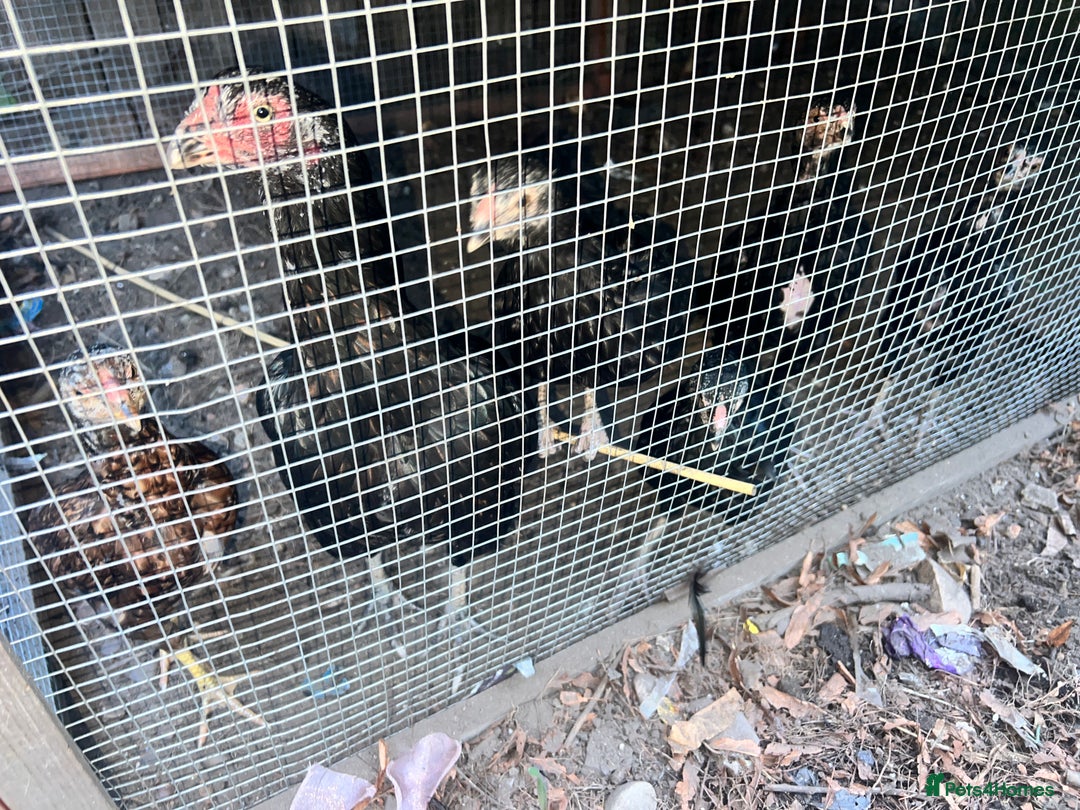 Chickens poultry for sale: Asil chickens for sale  - Image 6