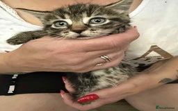 European cats for sale: Beautiful kittens  - Image 2