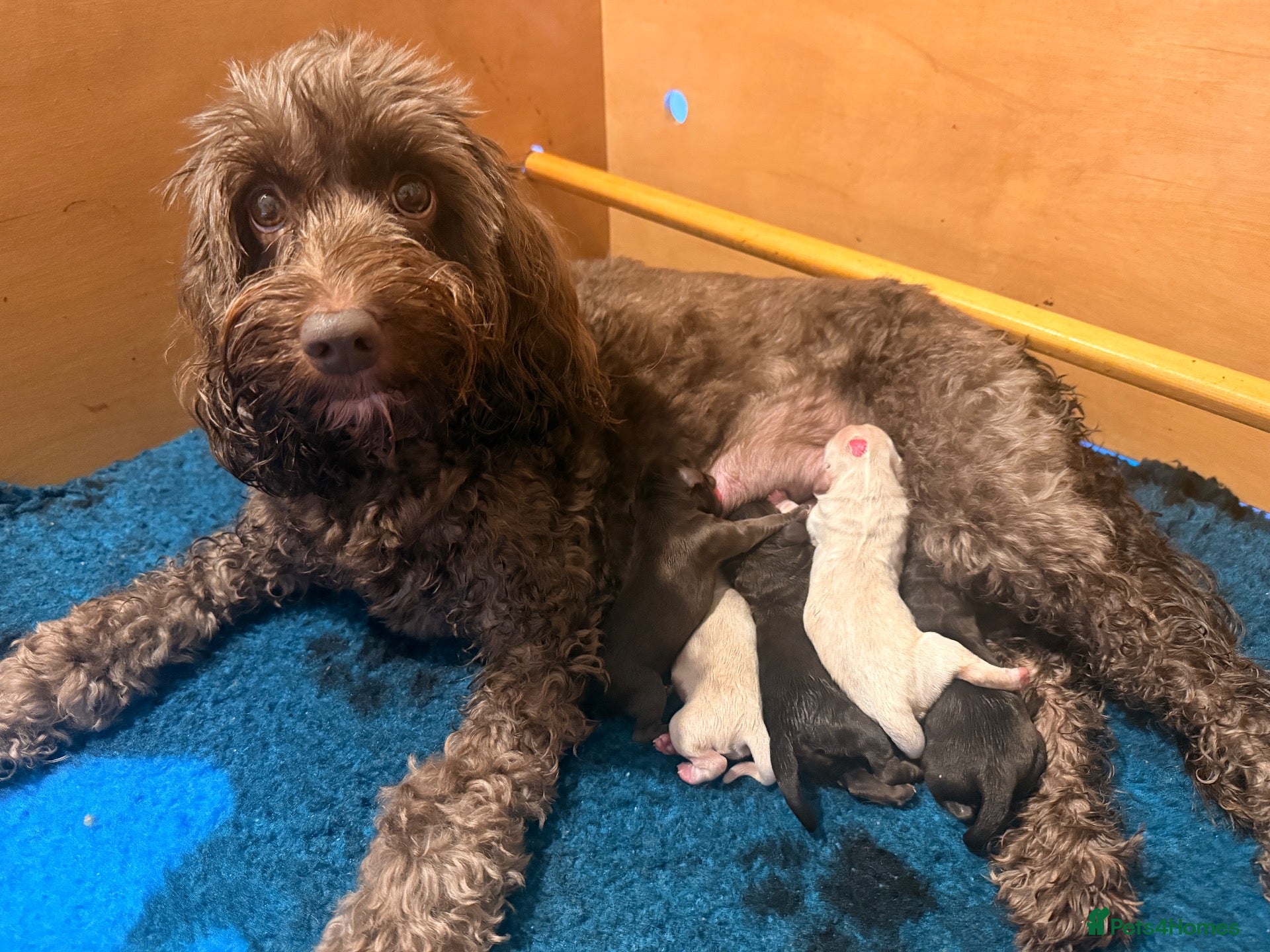 Australian Labradoodle dogs     🐾 Adorable Australian Labradoodle Puppies  - Advert 2