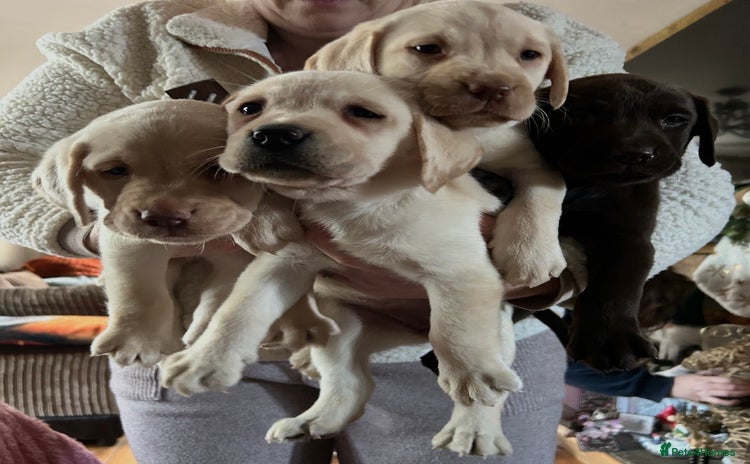 Labrador Retriever dogs Fully vaccinated chunky pedigree pups  - Advert 1