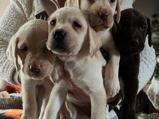 Labrador Retriever dogs Fully vaccinated chunky pedigree pups - Advert 3