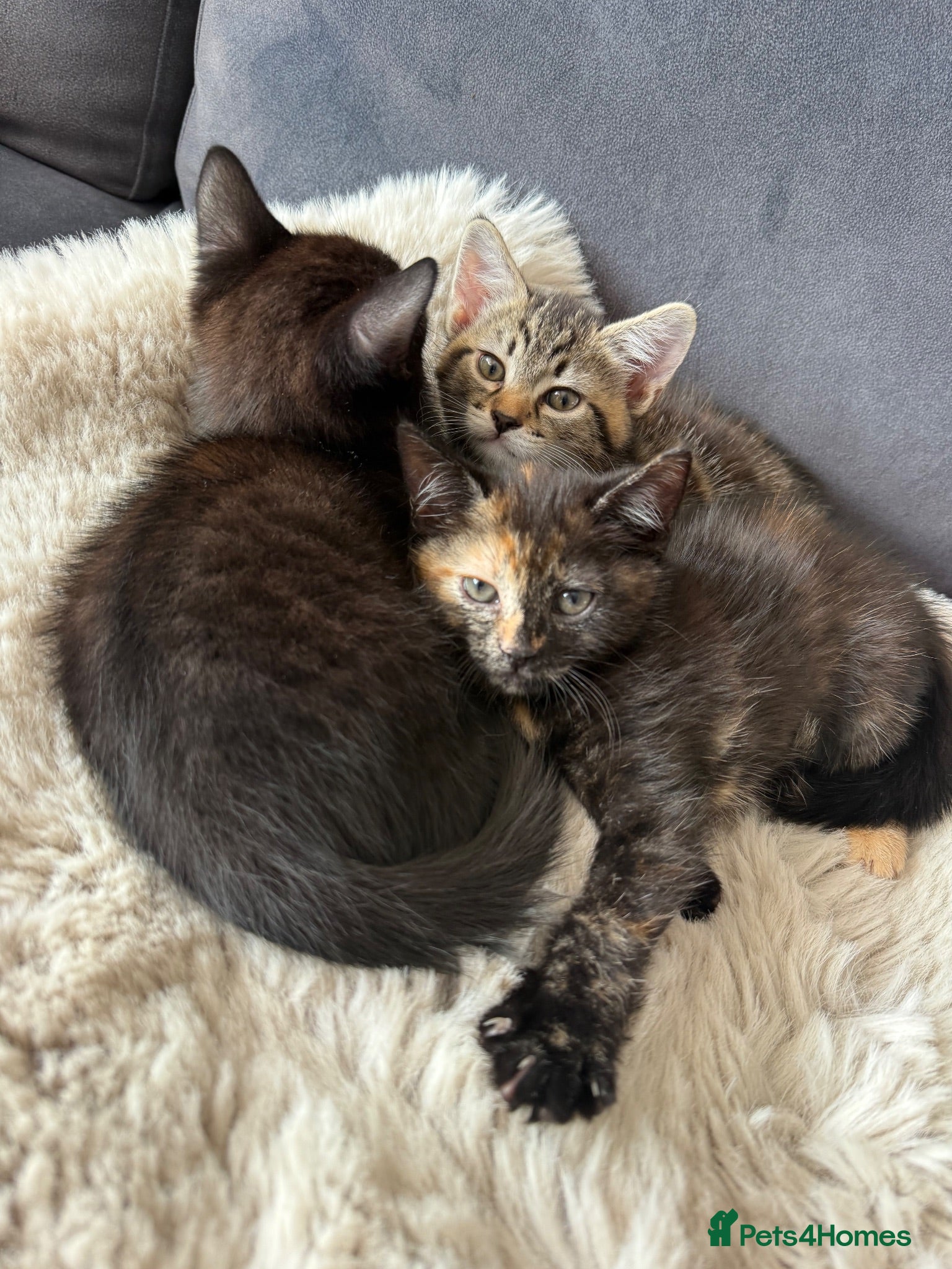 Domestic Shorthair cats 3 pretty little kittens *1 Male*2 Female* - Advert 12