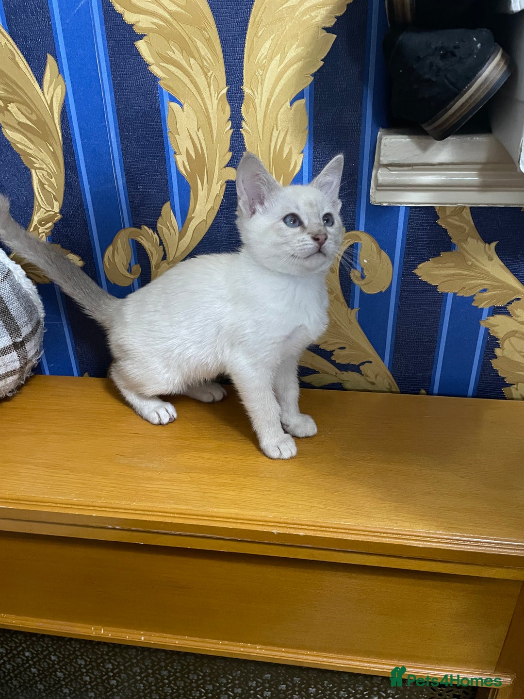 Bengal cats for sale: ABSOLUTELY BEAUTIFUL KITTENS 🐈‍⬛ XX - Advert 22