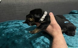 Mixed Breed dogs for sale: 🐶 Stunning German Shepmatian × Rottweiler Puppies - Image 6