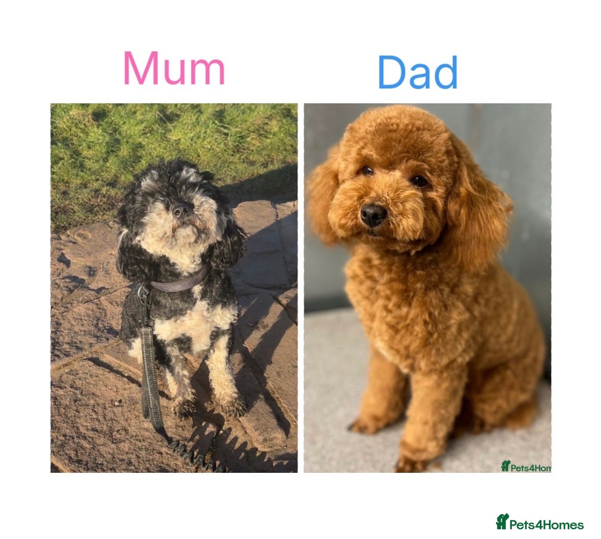 Poochon dogs Tiny adorable poochon - Advert 1