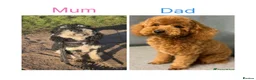 Poochon dogs for sale: Tiny adorable poochon - Advert 2